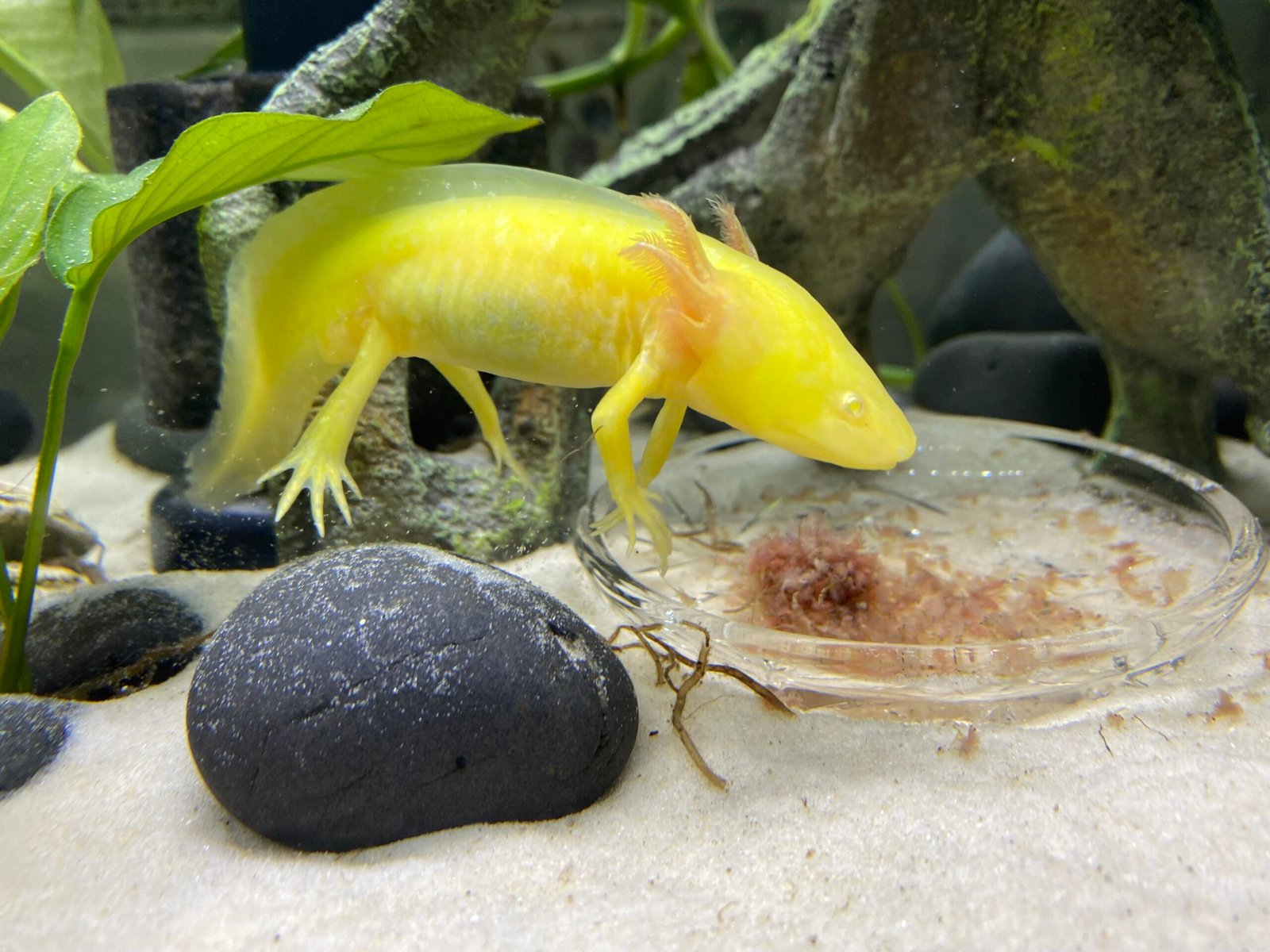 Fascinating Feeding Habits (image credits: Source: Reddit)