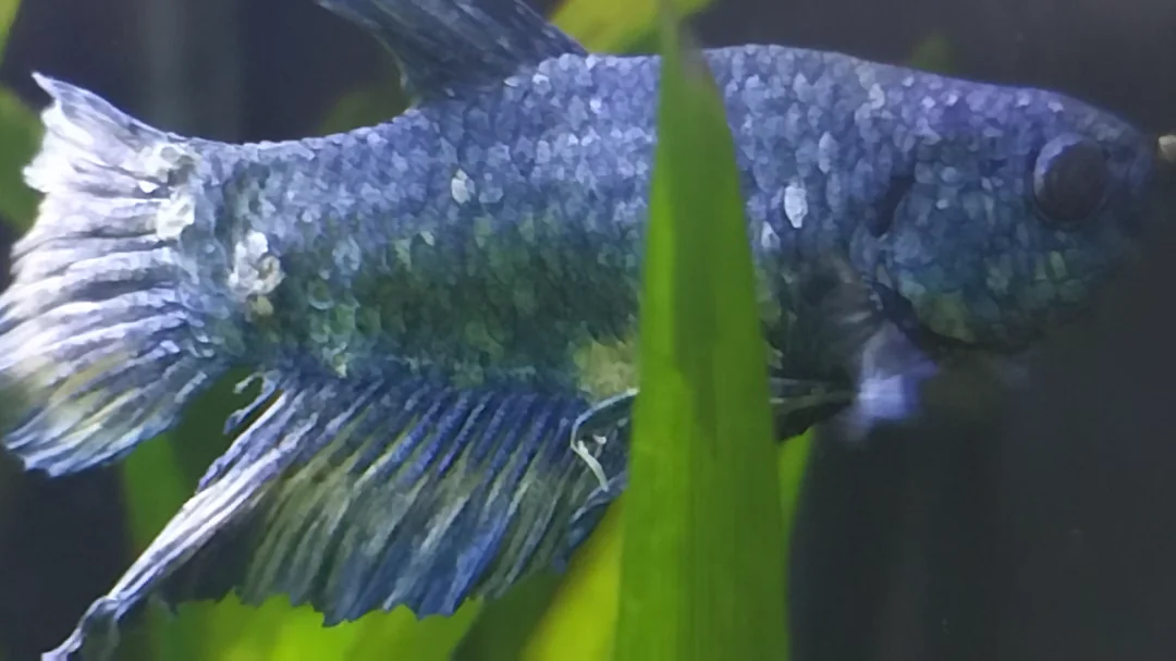 10. White Spots or Fungal Growth: Signs of Illness (image credits: Source: Reddit)