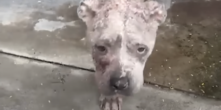 Skinny Stray Pittie