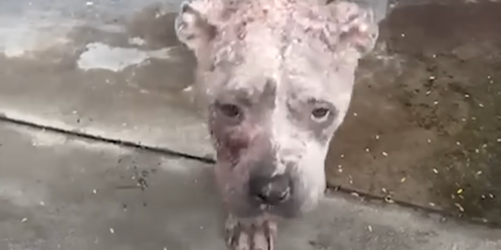 Starving Pittie Finds Safety on Woman’s Porch in Hurricane