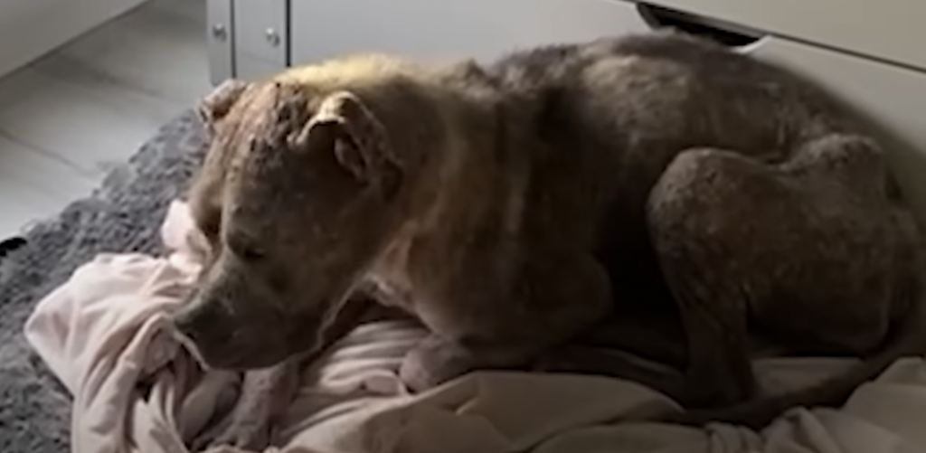 Skinny Stray Pittie