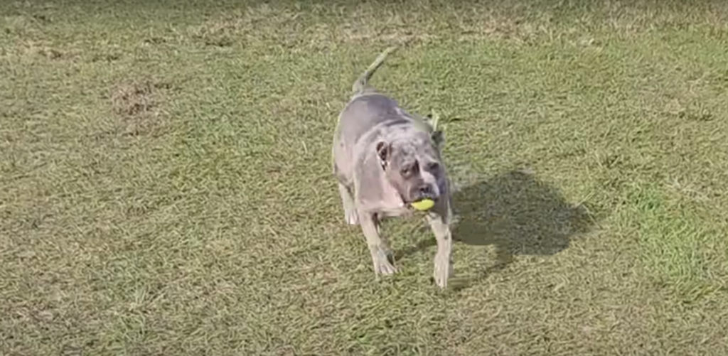 Skinny Stray Pittie