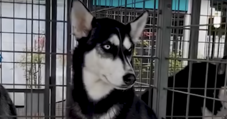 Husky