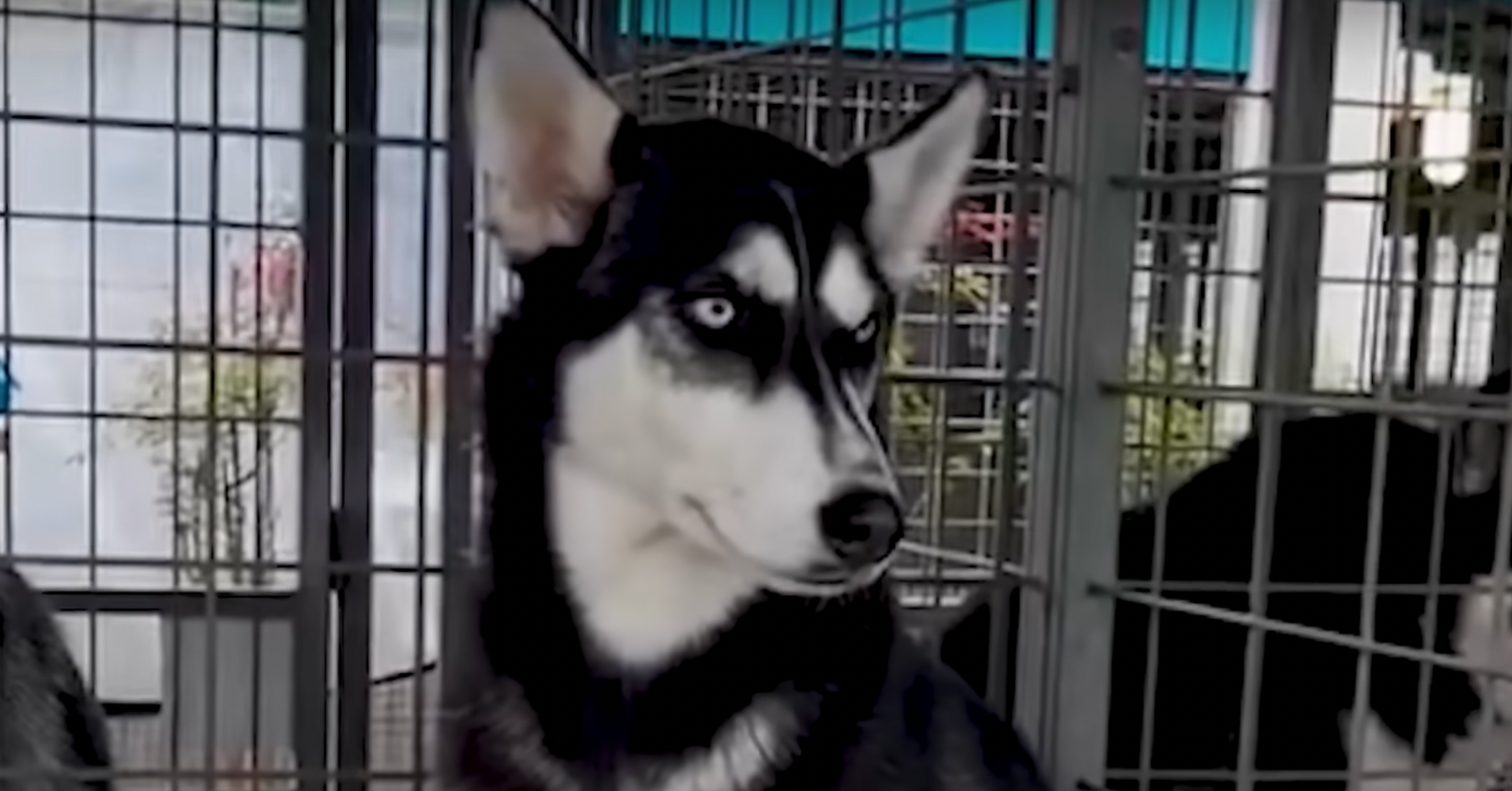 Husky Abandoned For Being Too Energetic Finds A Loving Home
