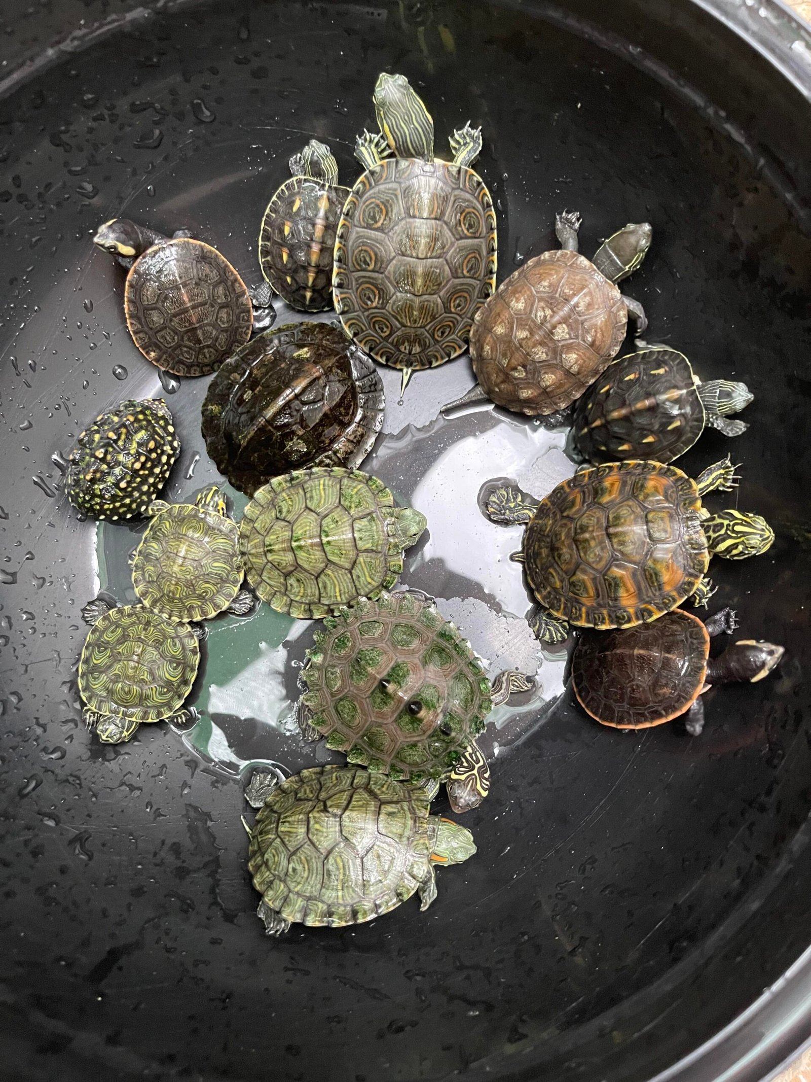 7. Variety of Species to Choose From (image credits: Source: Reddit)