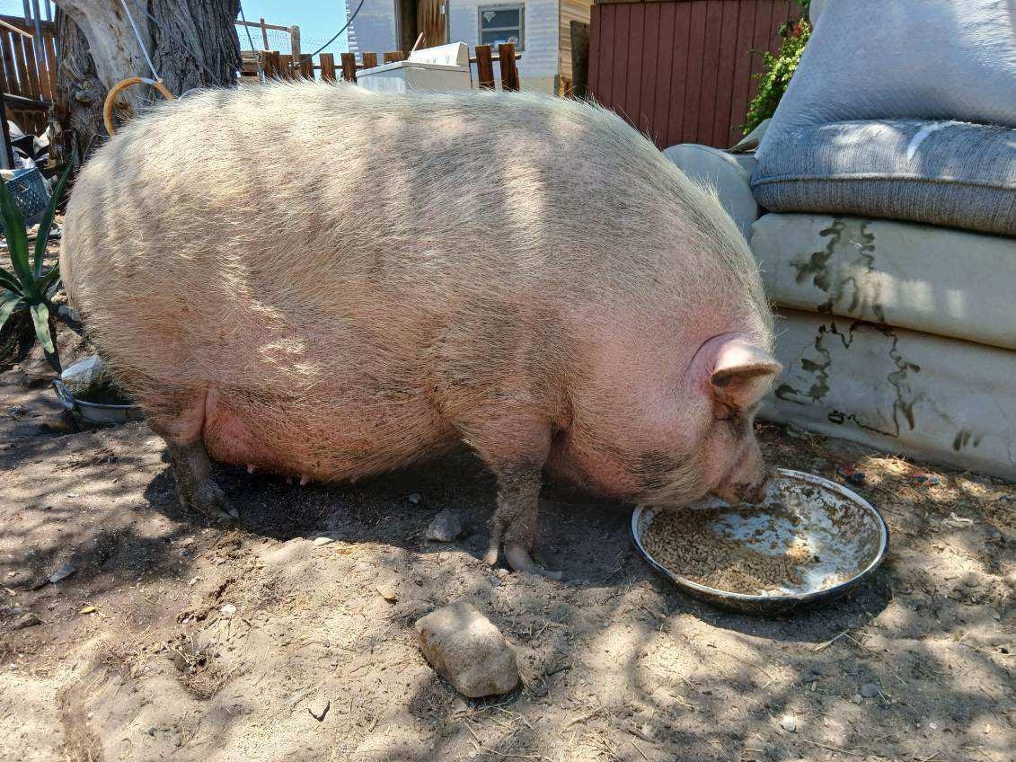 Potbellied Pigs: The Intelligent Explorers (image credits: Source: Reddit)