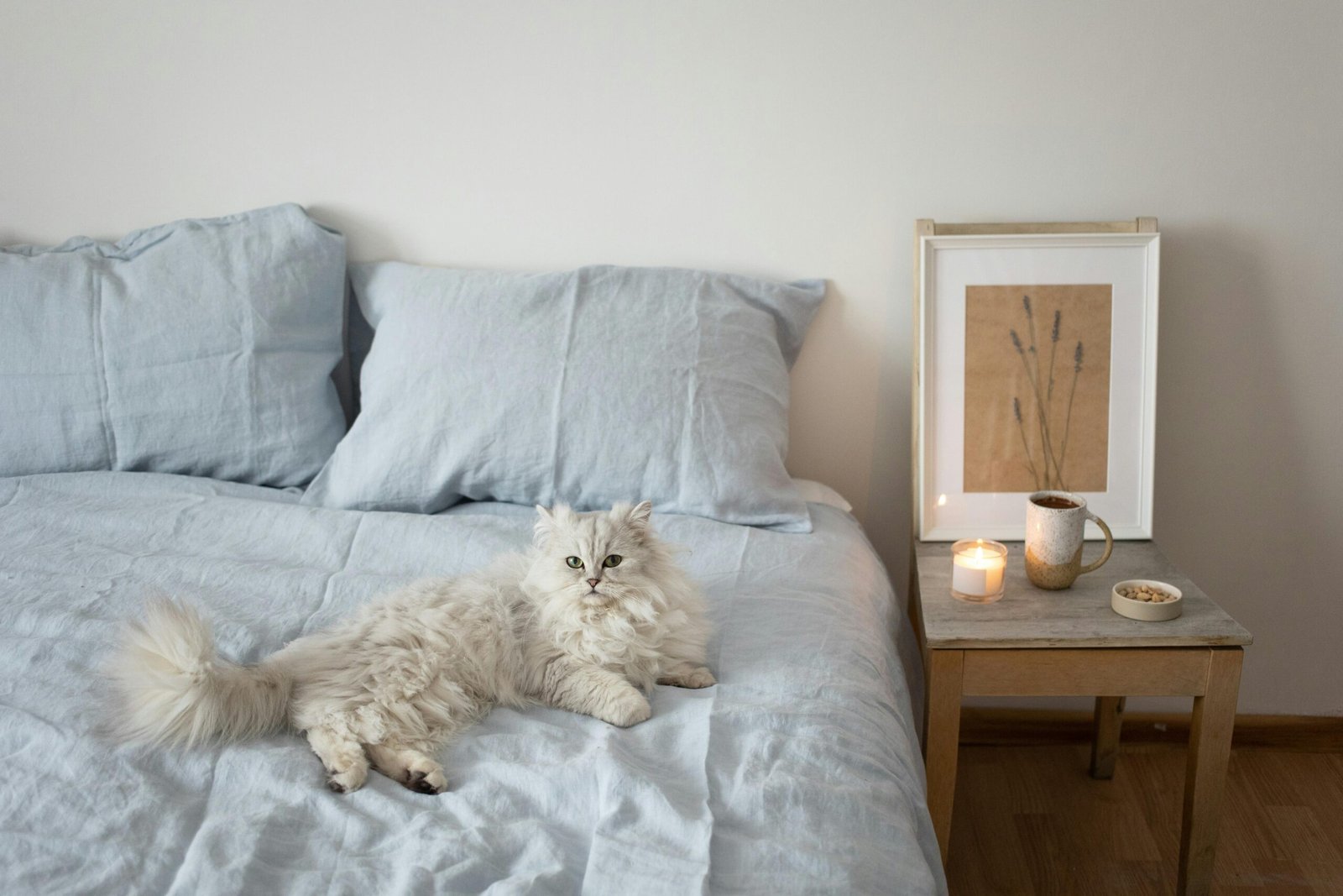 Persian: The Regal Relaxer (image credits: Source: Pexels)