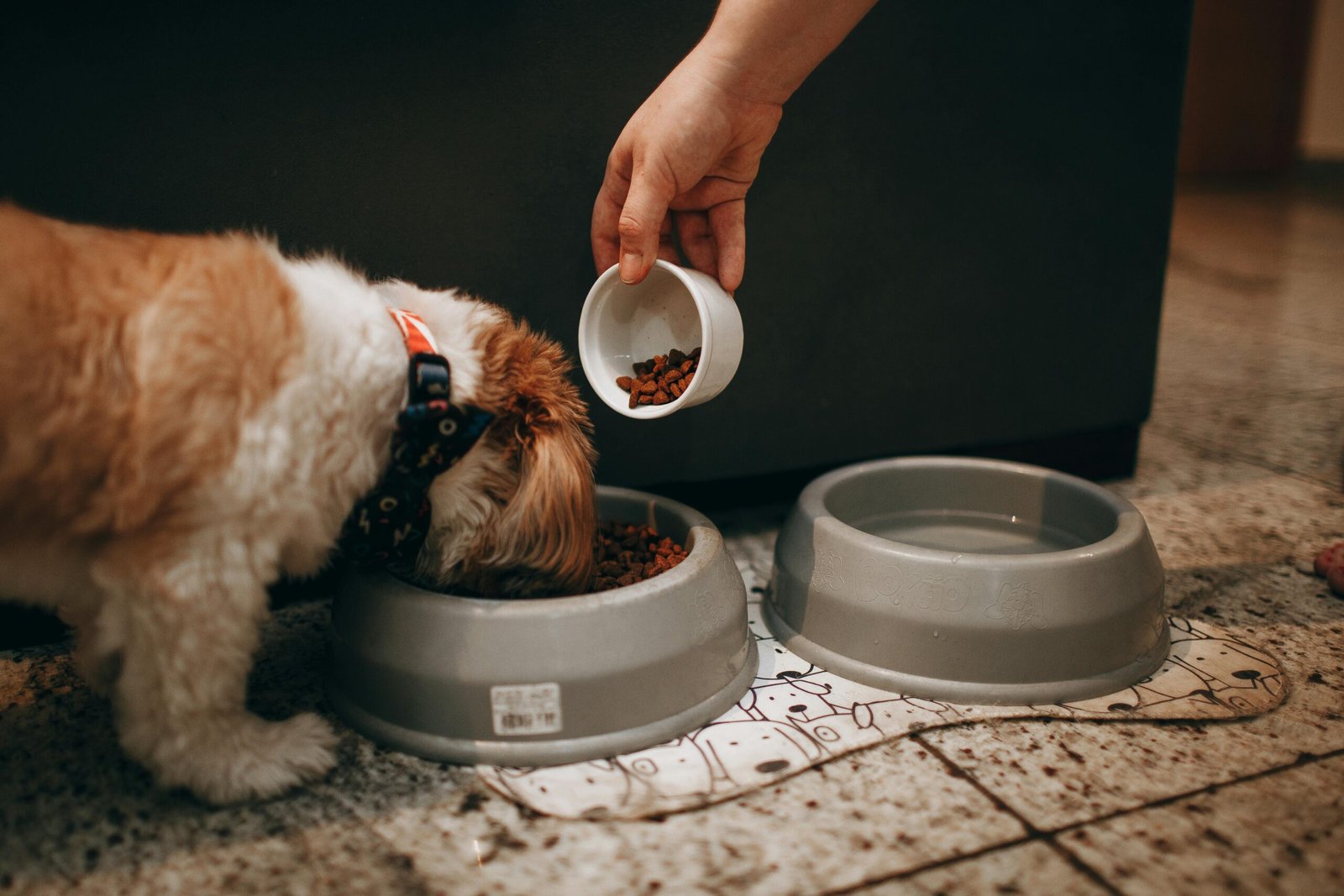 Consistent Feeding Schedule (image credits: Source: Pexels)