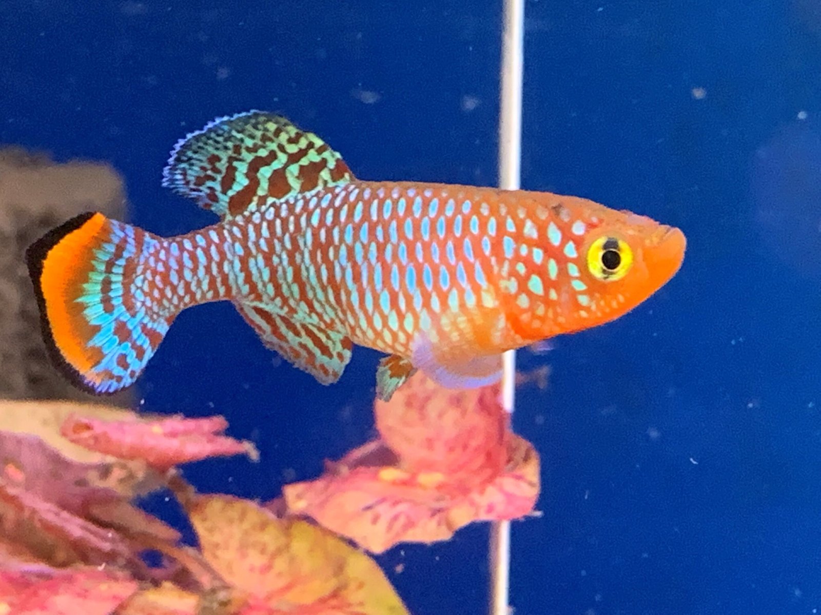 9. Killifish (image credits: Source: Reddit)