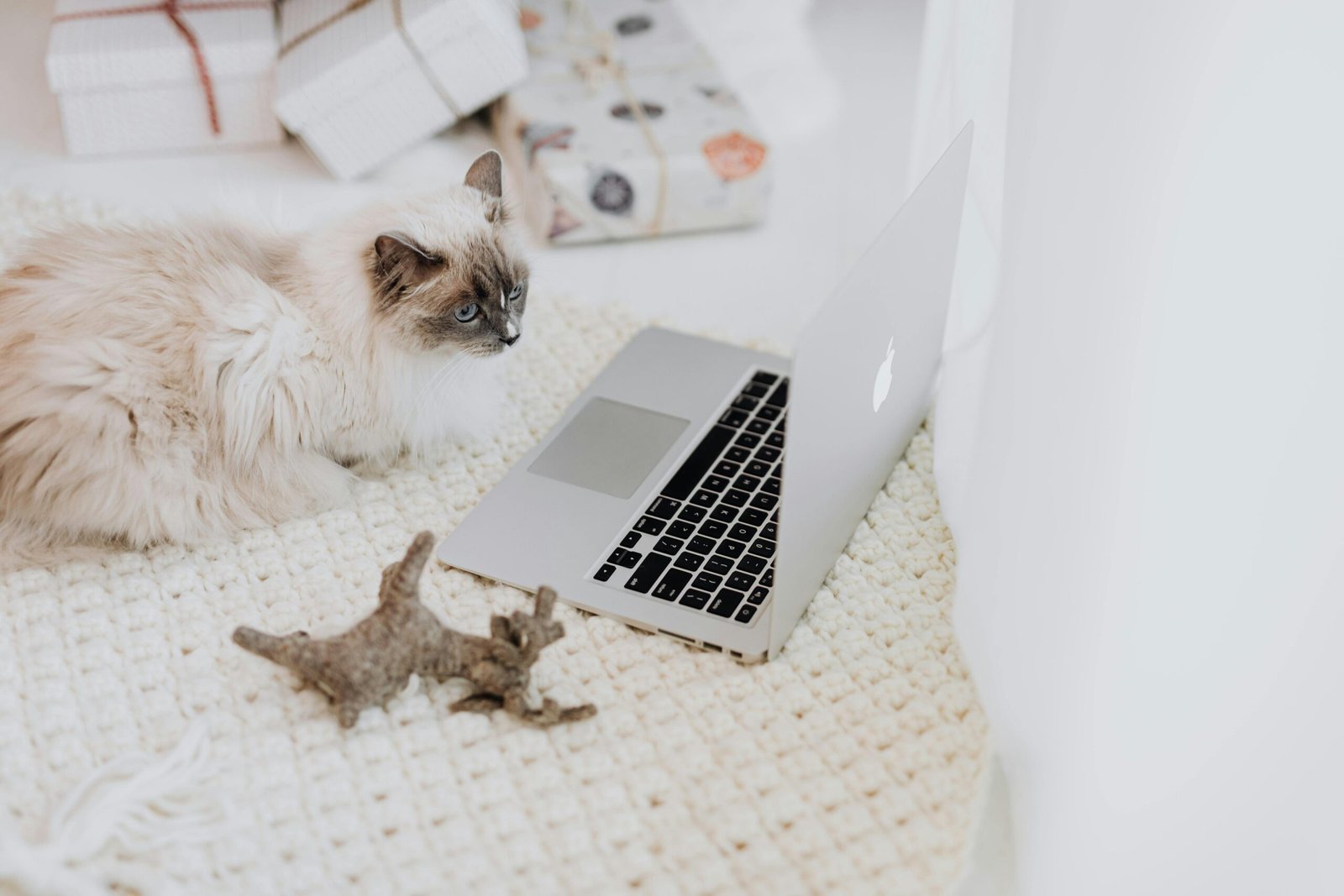 Ragdoll: The Floppy Companion (image credits: Source: Pexels)
