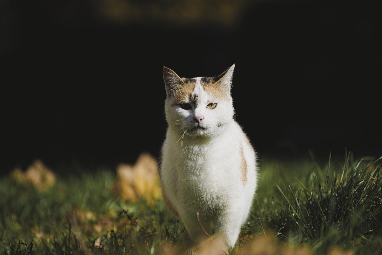 Turkish Van: The Swimming Cat (image credits: Source: Pixabay)