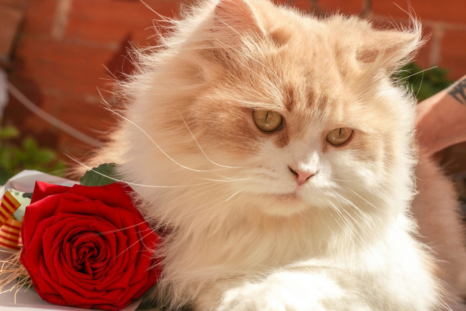 Persian Cats: The Aristocrats of Aloofness (image credits: Source: Pexels)