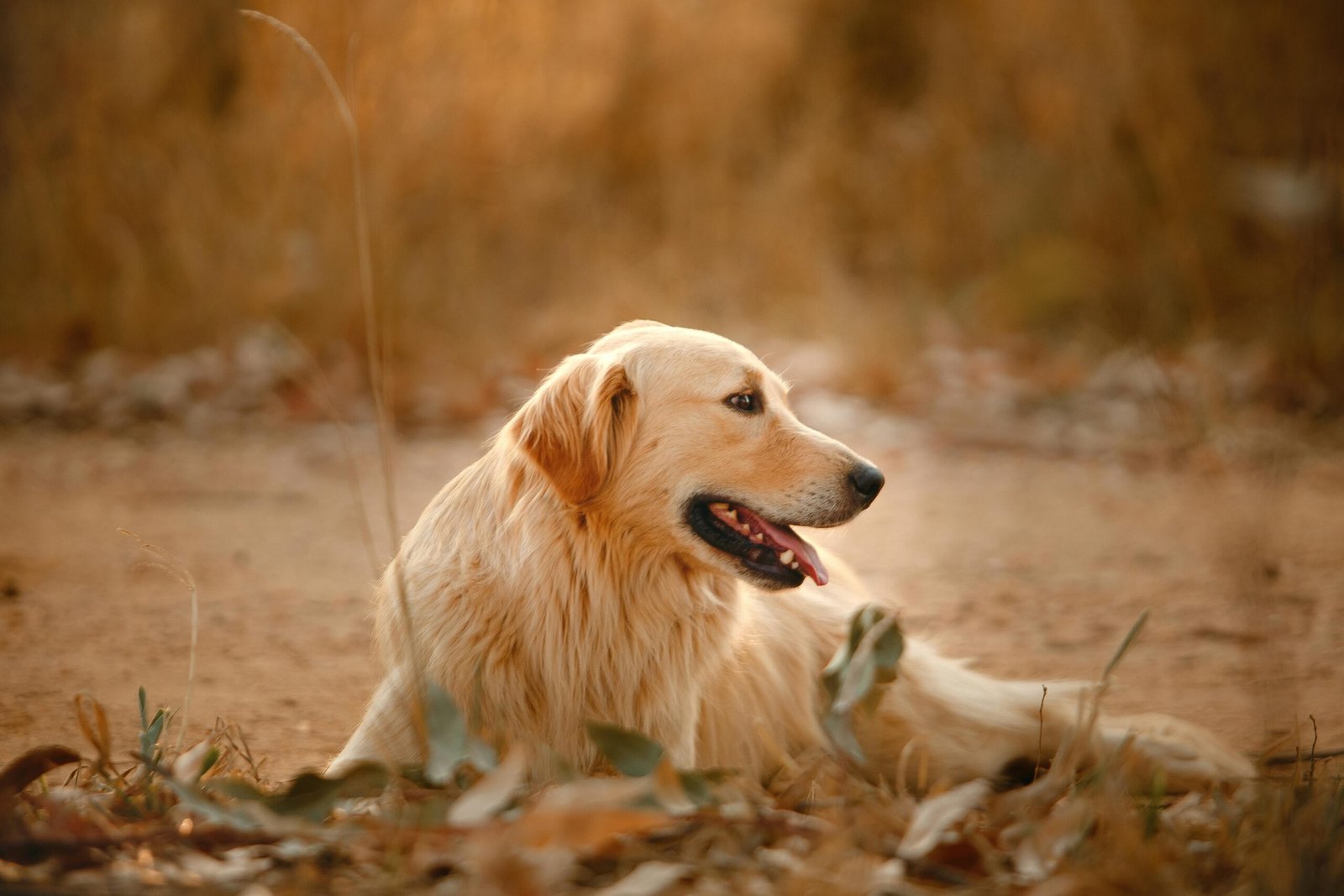 3. Golden Retriever (image credits: Source: Pexels)