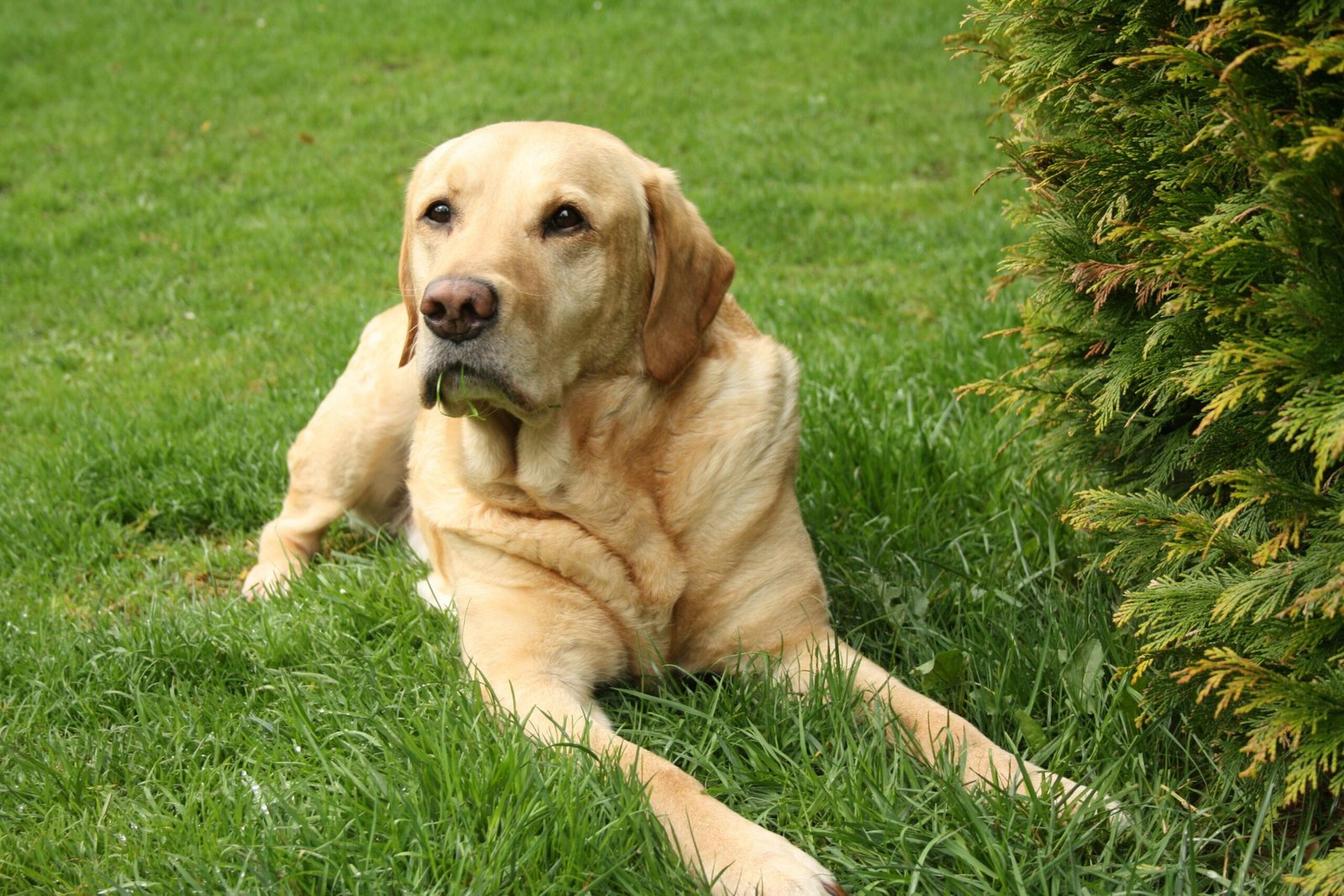 4. Labrador Retriever (image credits: Source: Pexels)