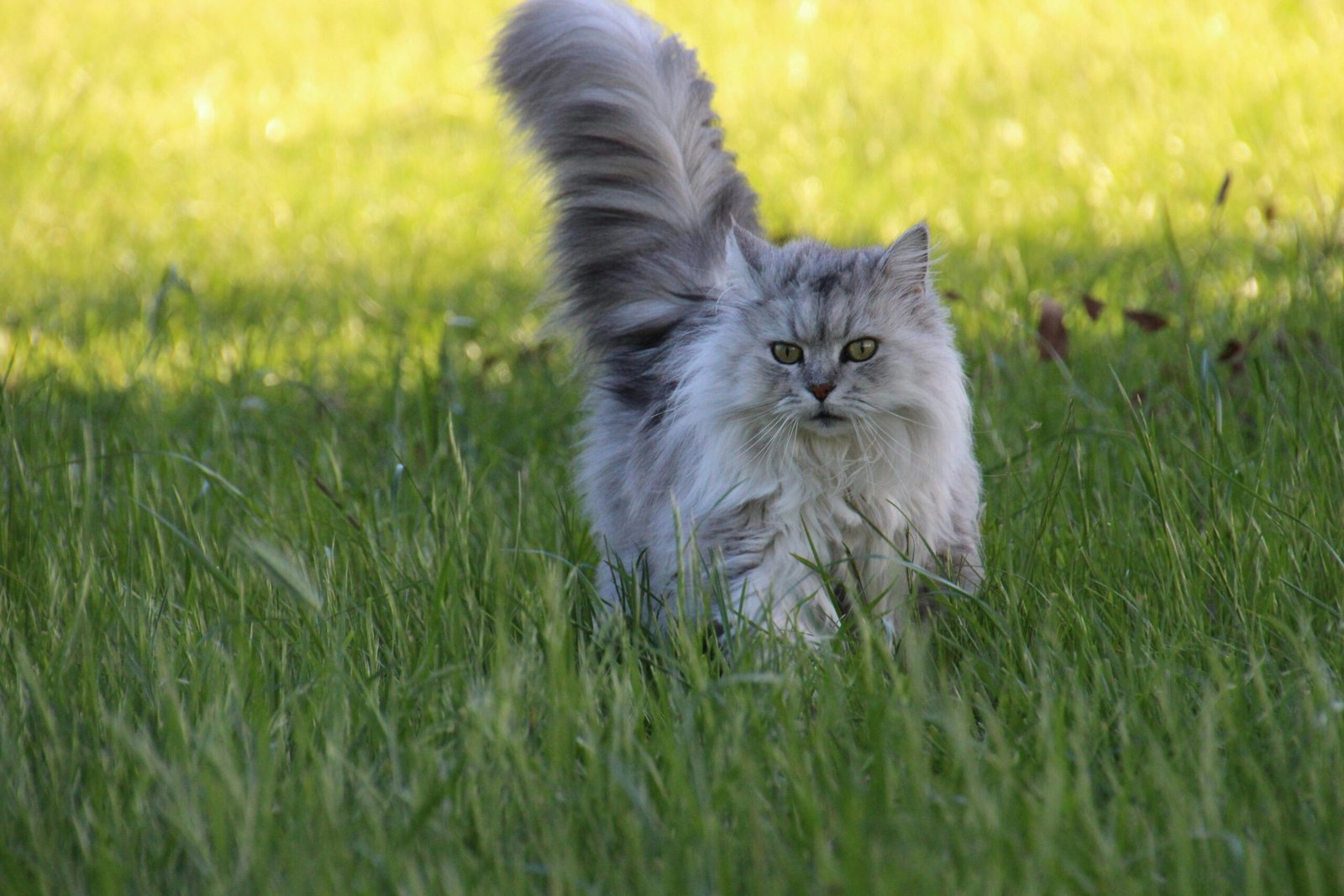 Persian: The Gentle Companion (image credits: Source: Pexels)