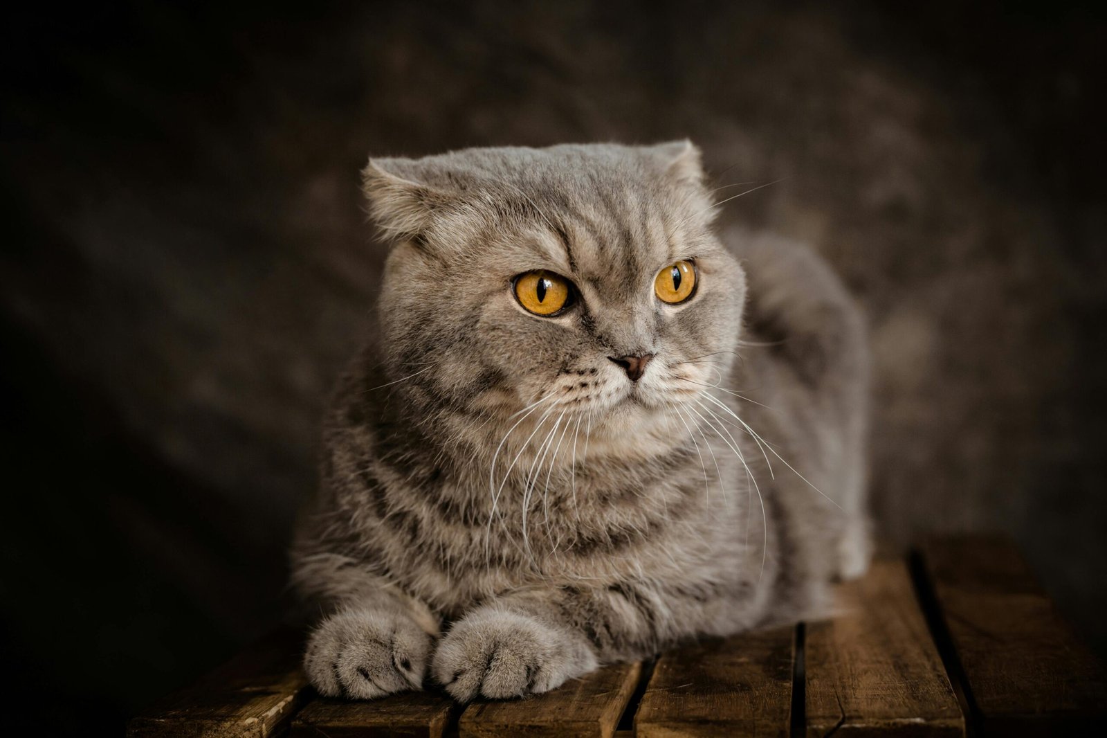 Scottish Fold: The Affectionate Observer (image credits: Source: Pexels)
