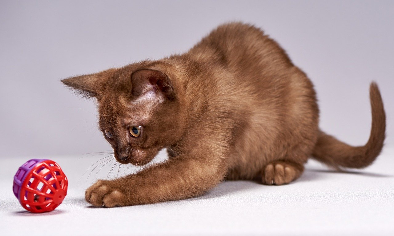 Burmese: The Playful Friend (image credits: Source: Pixabay)