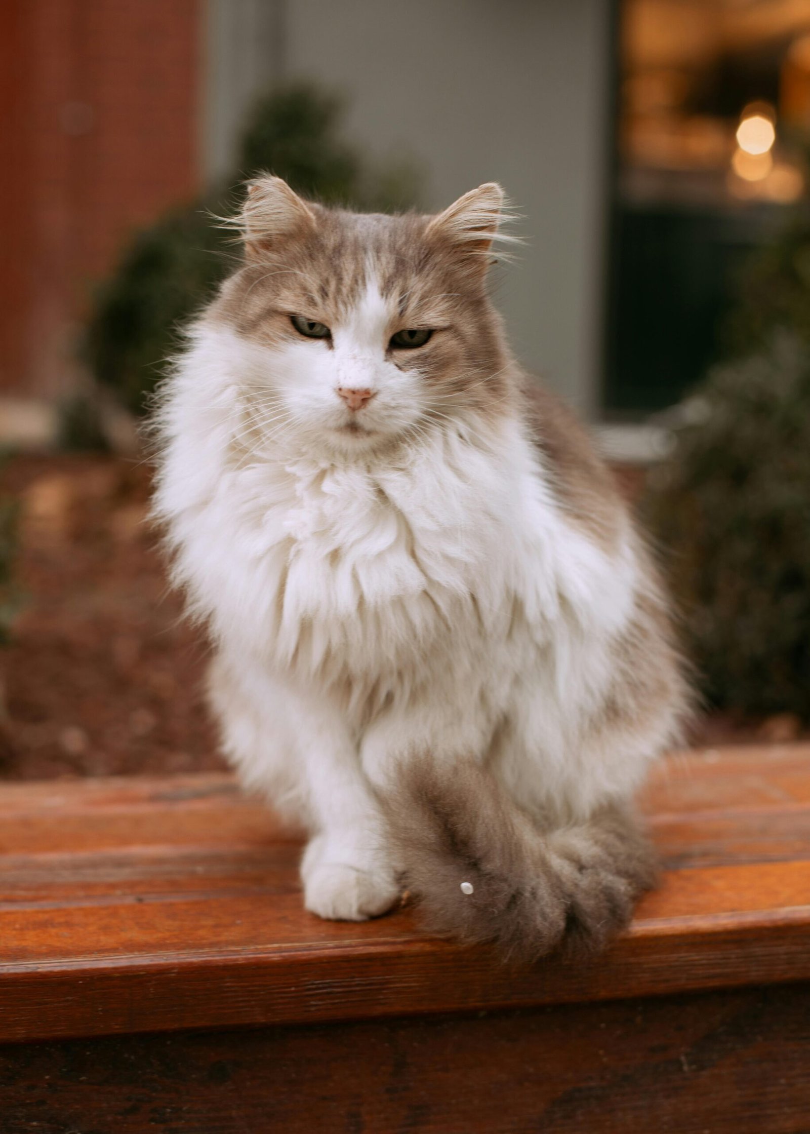 Ragamuffin: The Sweet-Tempered Socialite (image credits: Source: Pexels)