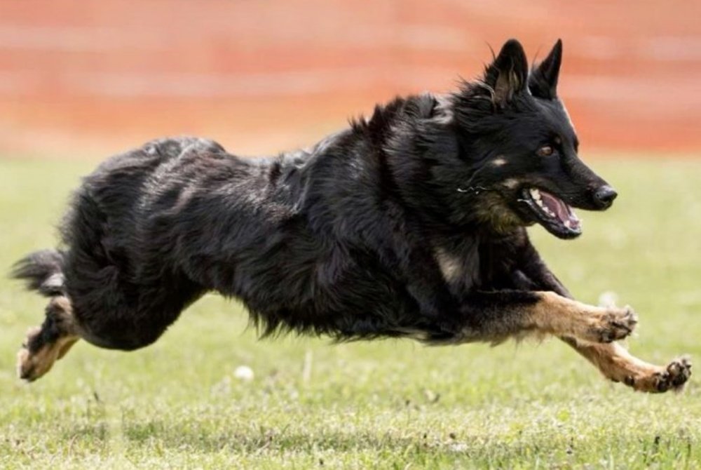 Why Choose a Bohemian Shepherd? (image credits: Source: Pinterest, Upload: Dogs)