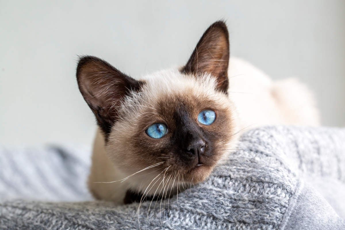 A Variety of Coat Colors (image credits: source: Pixabay)