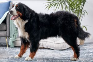 How to Care for a Bernese Mountain Dog Puppy