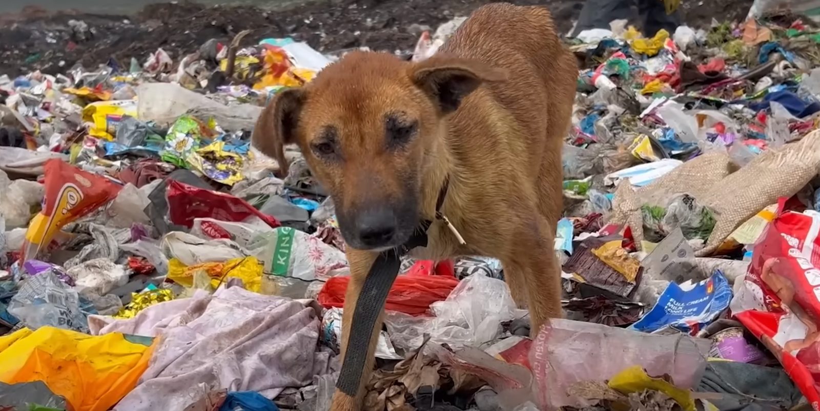 Injured Puppy Left Alone in Flooded Dump Finds Hope