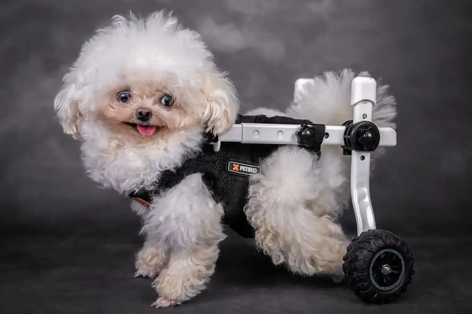 Meet Lufy: An Adorably Quirky Little Rescue Dog Capturing Hearts and Inspiring Millions Worldwide