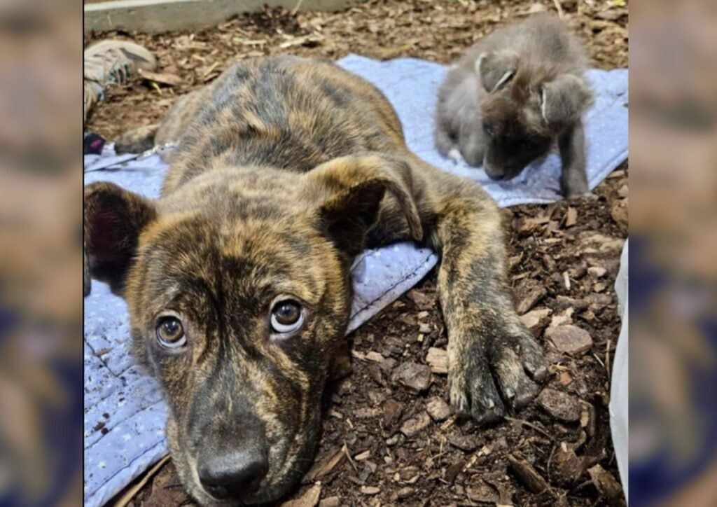 Newly orphaned maned wolf pup finds comfort in adopted shelter dog