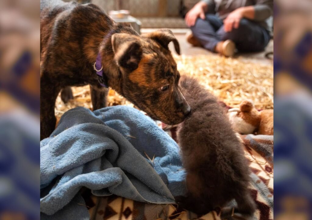 Newly orphaned maned wolf pup finds comfort in adopted shelter dog