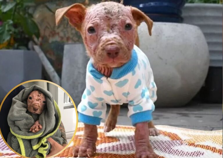 Puppy with sores rescued.