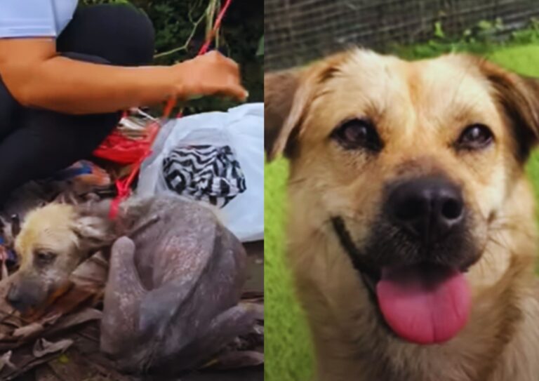 Lisa the dog which was abandoned.