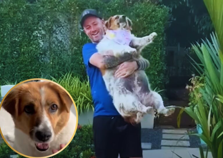 Stray dog was found overweight on the street.