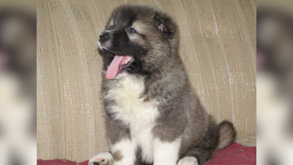 Ovcharka Puppy