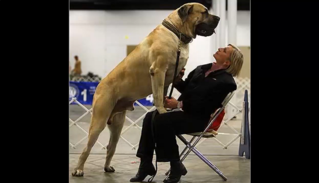 Zorba