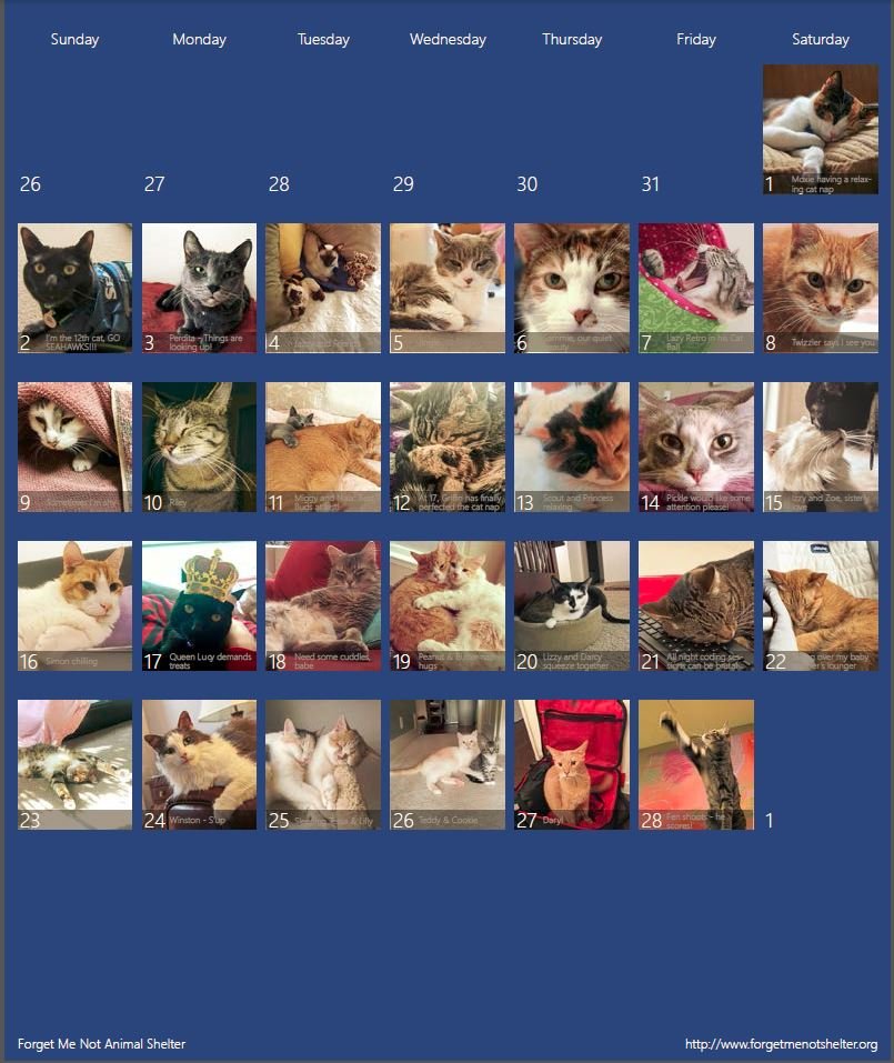 Microsoft 50th anniversary celebrating cats and dogs calendar