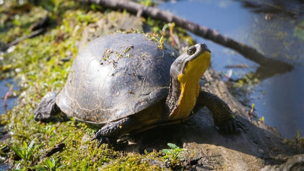 Blanding's Turtle