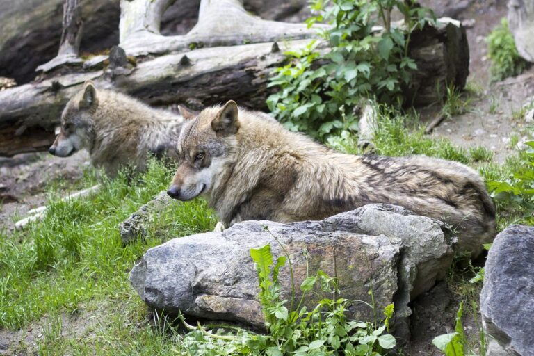 wolves, canis lupus, european wolf, predator, zoo, mammal, fur, profile, gray, pack, wolves, wolves, wolves, wolves, wolves