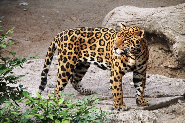 jaguar, animal, zoo, nature, feline, jaguar, jaguar, jaguar, jaguar, jaguar