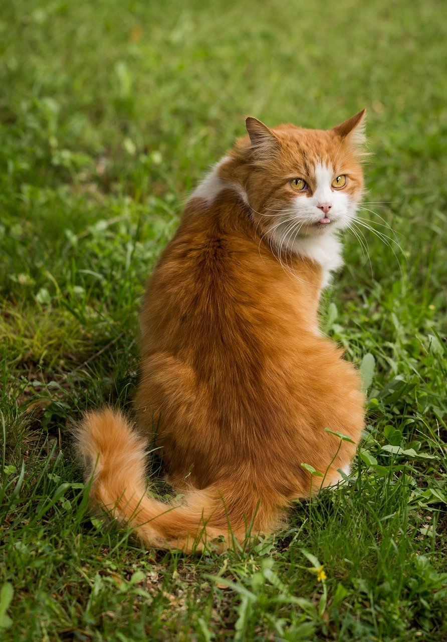 The Tender Tail Wrap (image credits: pixabay)