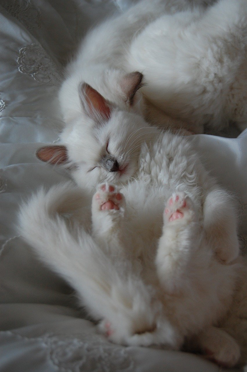 The Contented Belly Show (image credits: pixabay)