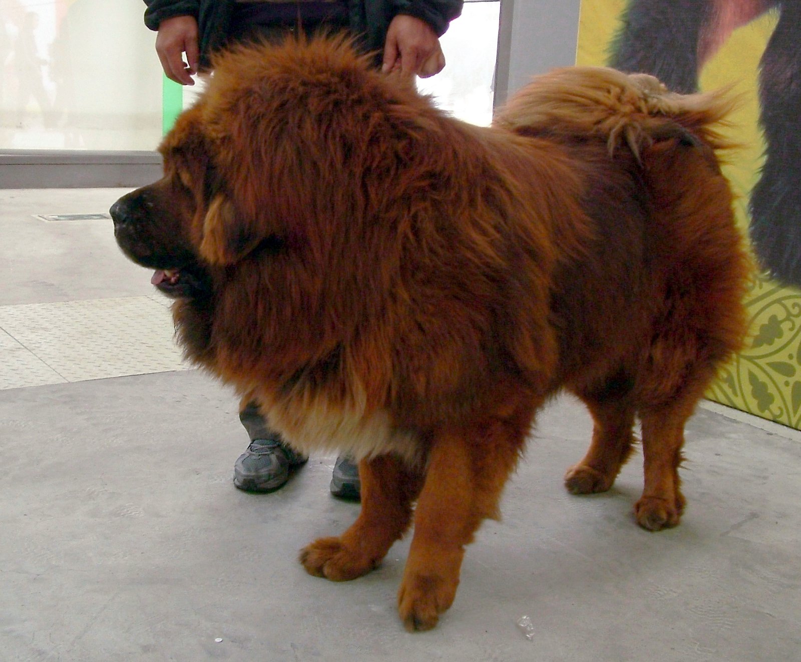 Tibetan Mastiff: The Majestic Giant (image credits: wikimedia)