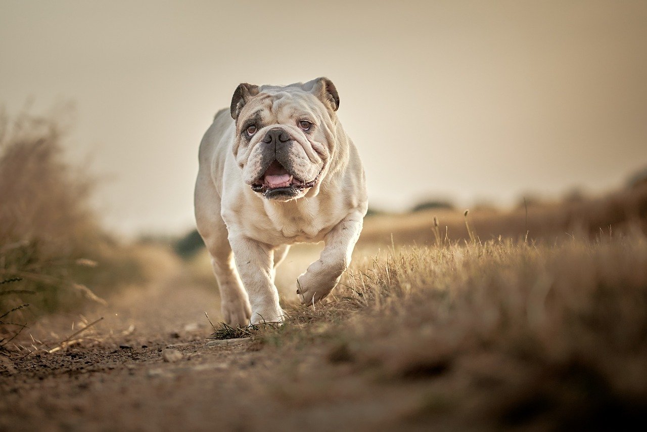 English Bulldog: The Adorably Wrinkled Companion (image credits: pixabay)