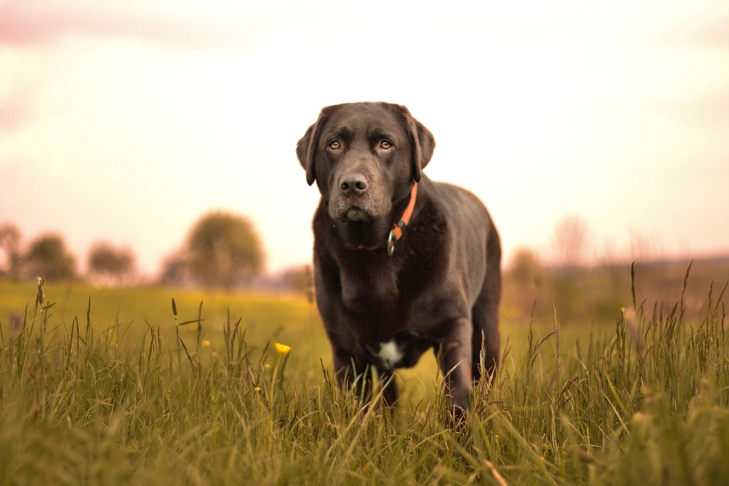 Labrador Retriever: The Friendly Companion (image credits: rawpixel)