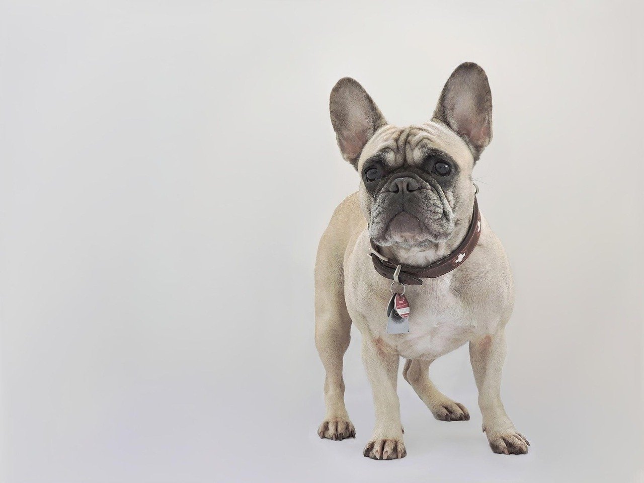 French Bulldog: The Laid-Back Buddy (image credits: pixabay)