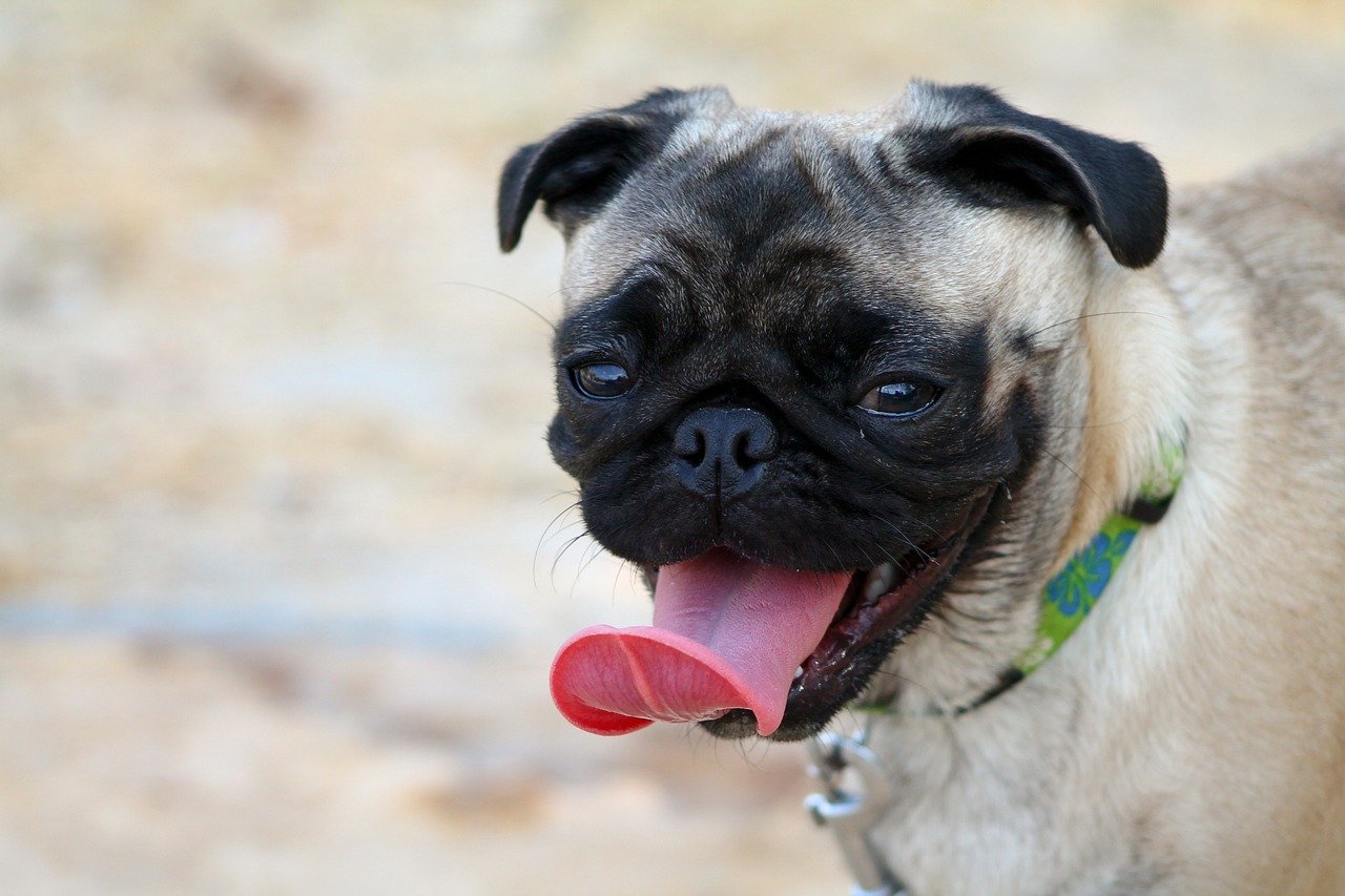 Pug: The Comical Companion (image credits: pixabay)