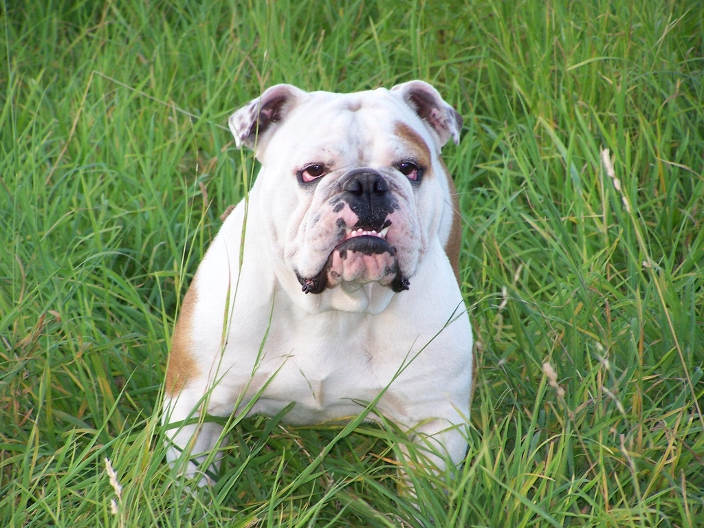 Bulldog: The Endearing Friend (image credits: rawpixel)