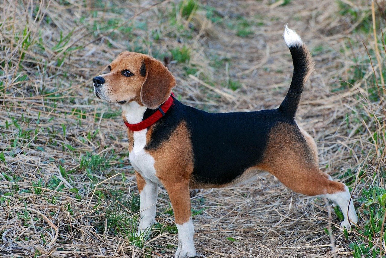 Beagle: The Curious Tracker (image credits: pixabay)