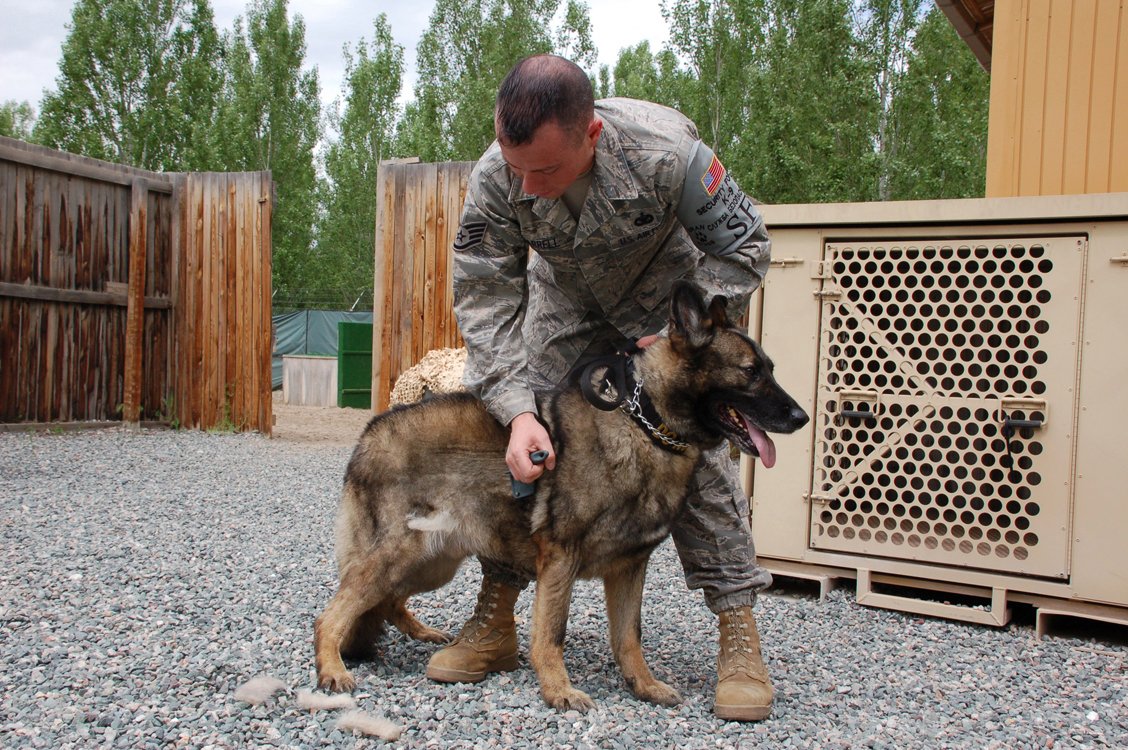 Shedding and Grooming Needs (image credits: wikimedia)