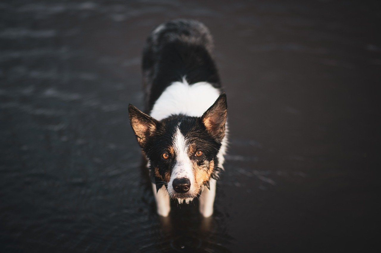 3. Border Collies: The Agile Detectives (image credits: pixabay)