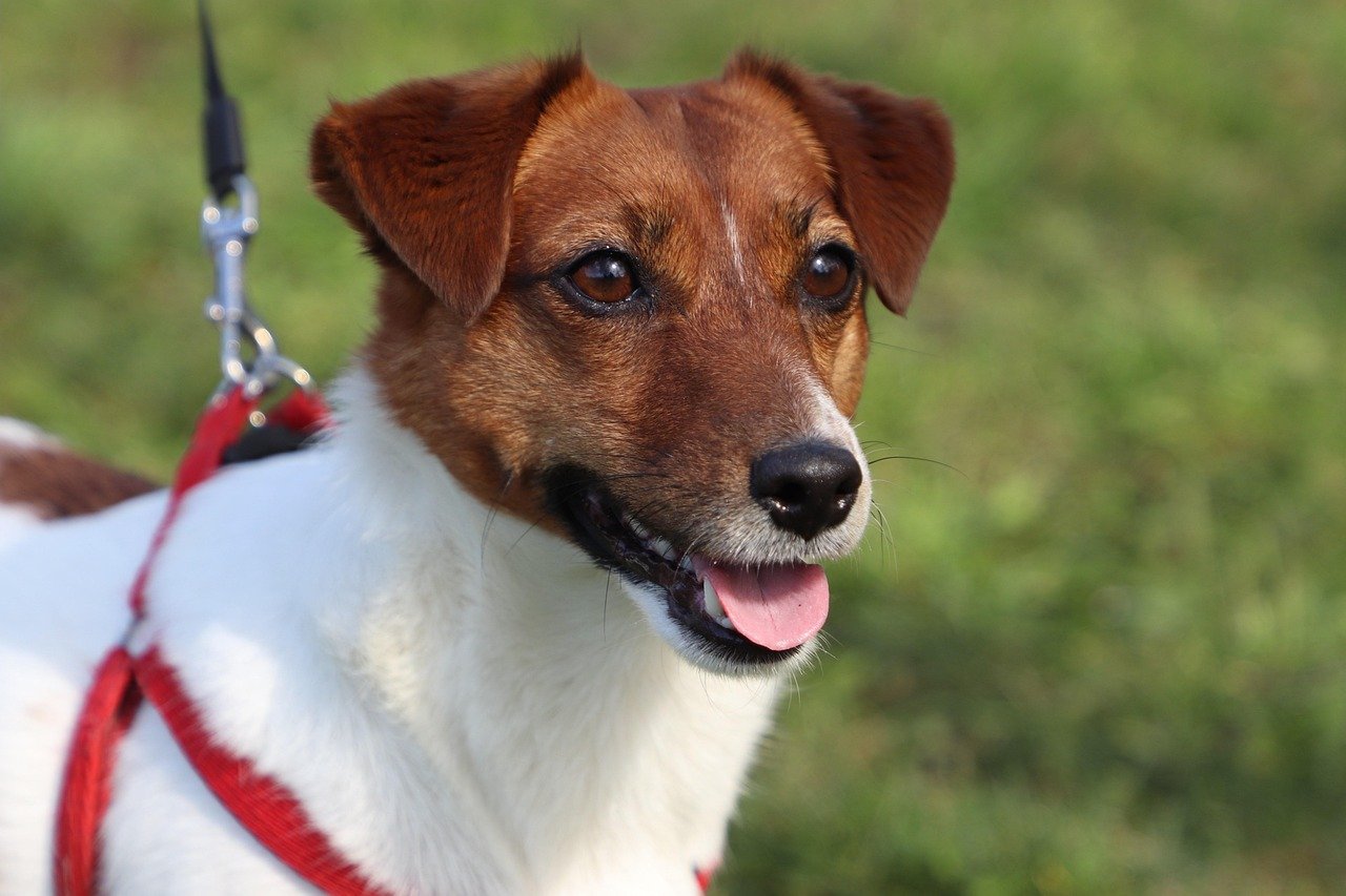 13. Jack Russell Terriers: The Tenacious Hunters (image credits: pixabay)